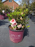 3 GALLON AZALEA - ENCORE - AUTUMN STARBURST