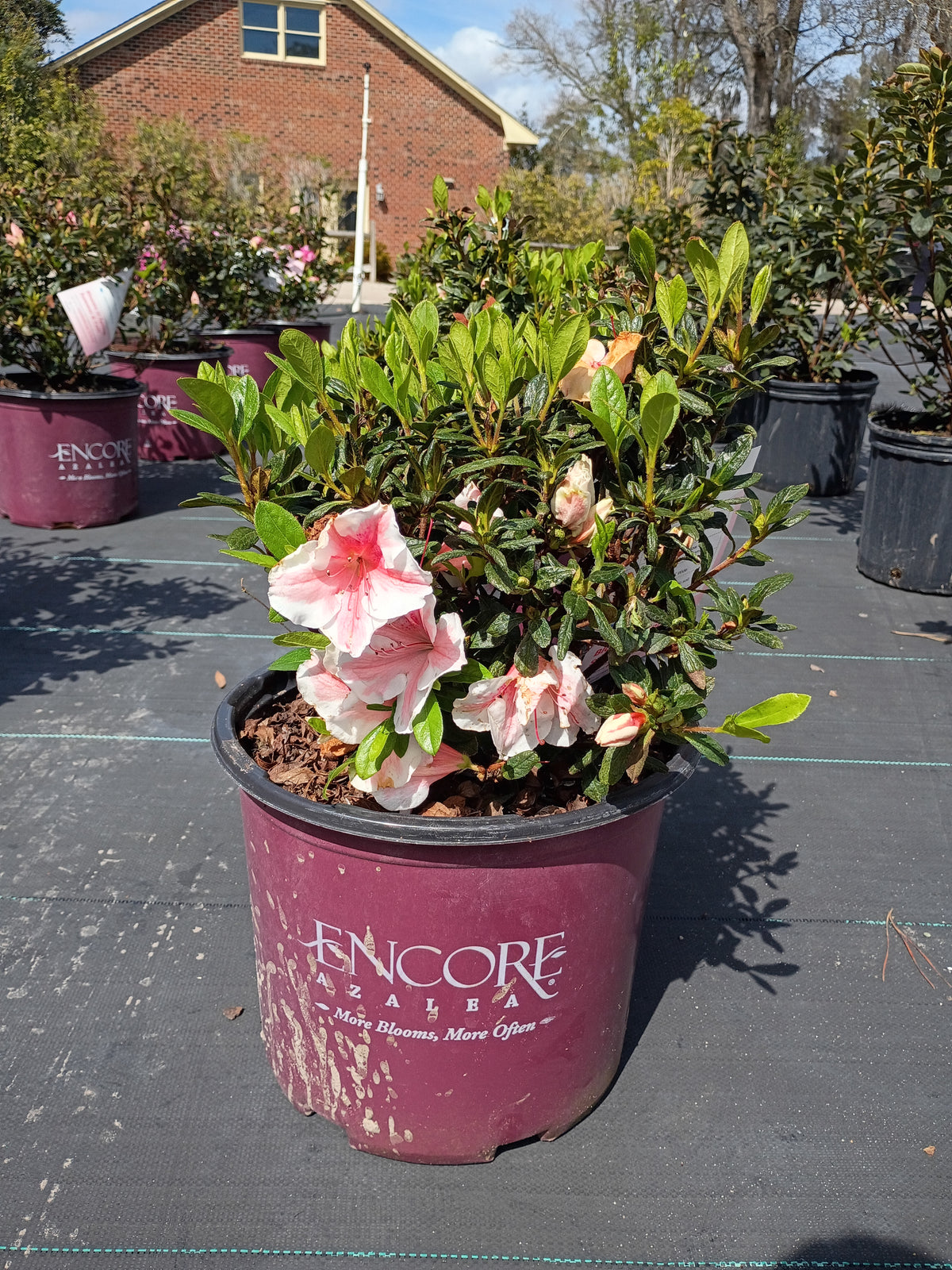 3 GALLON AZALEA - ENCORE - AUTUMN STARBURST
