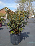 3 GALLON AZALEA - ENCORE AUTUMN ROYALTY