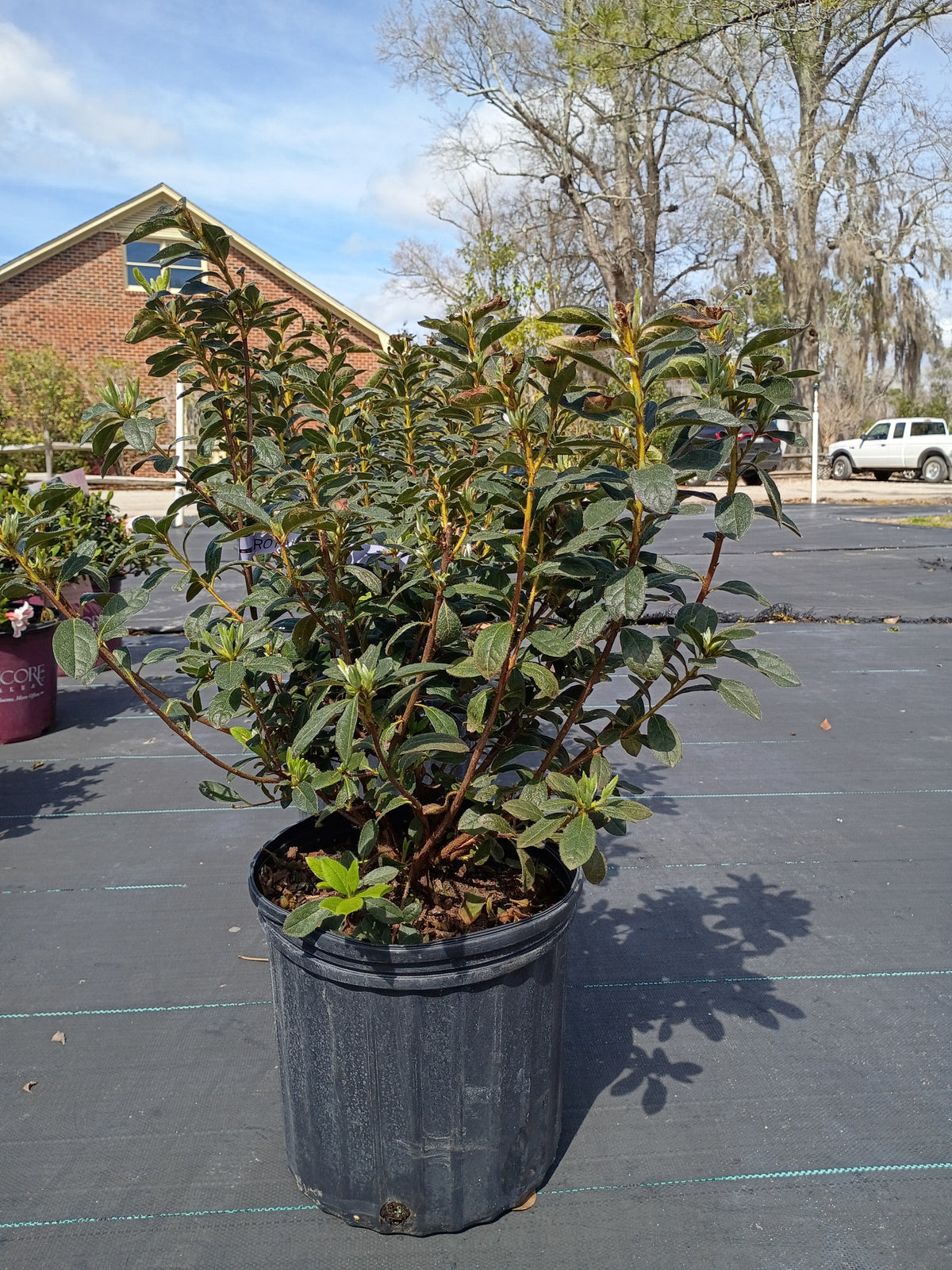 3 GALLON AZALEA - ENCORE AUTUMN ROYALTY