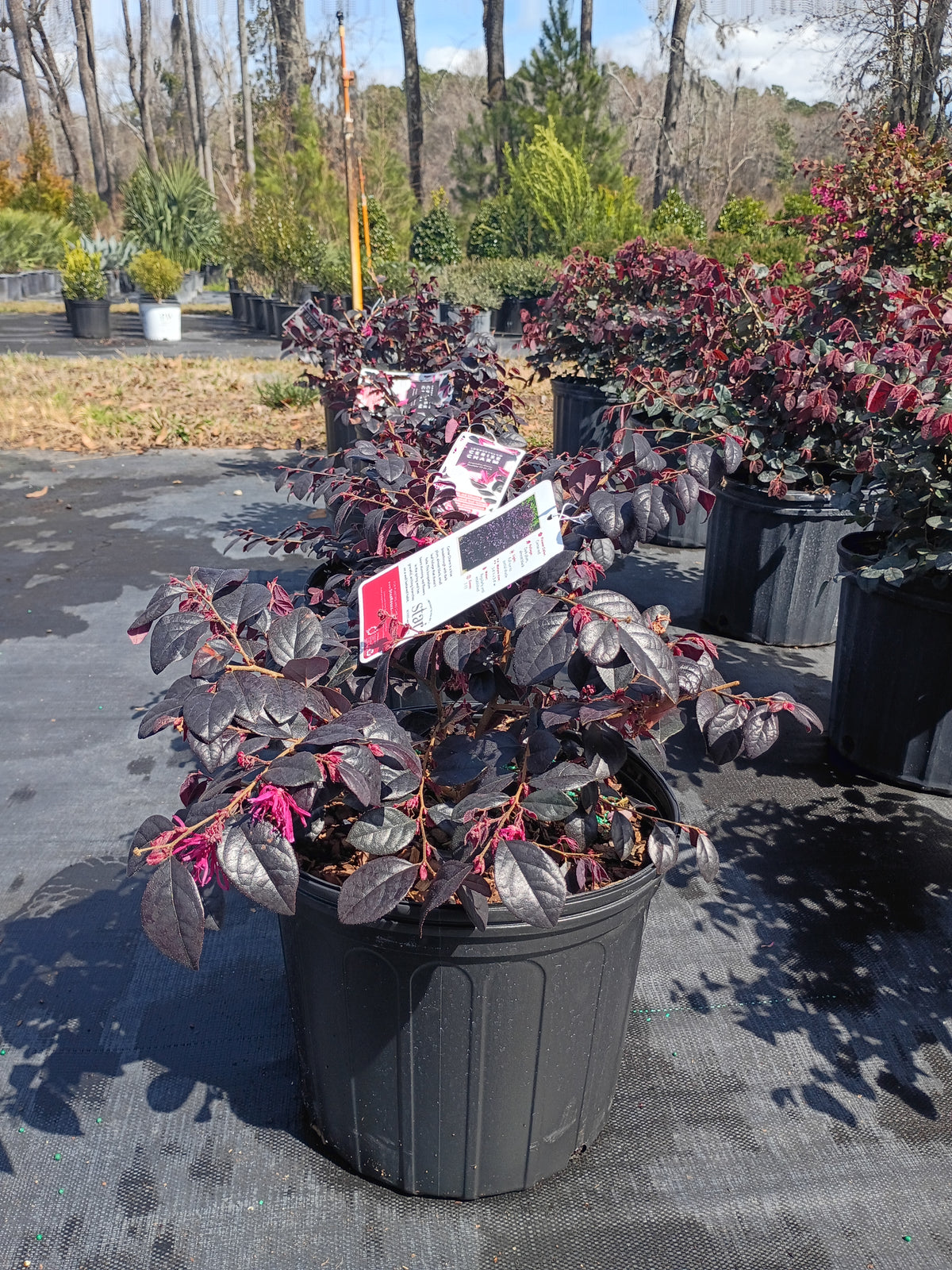 3 GALLON LOROPETALUM - CERISE CHARM