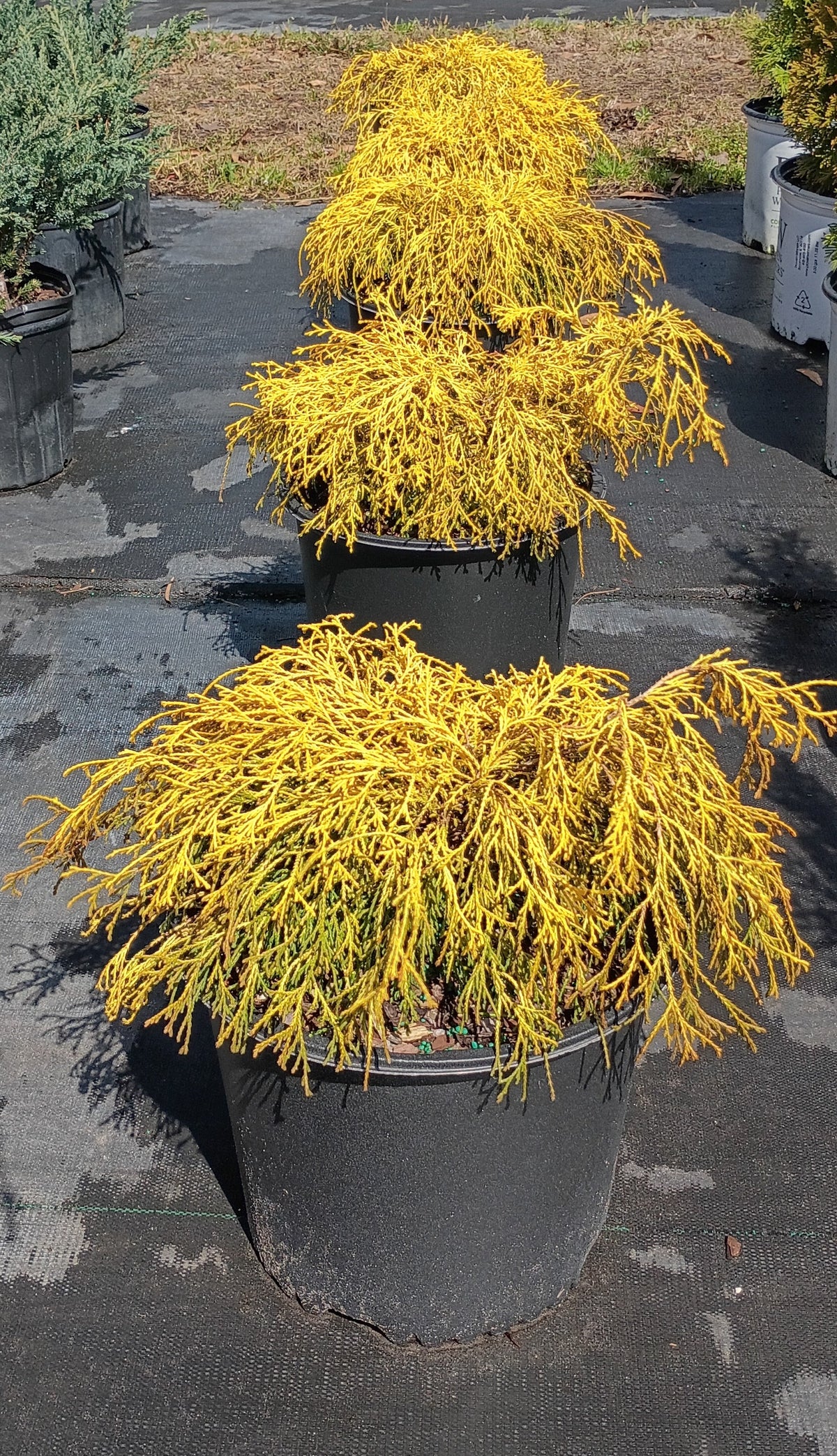 3 GALLON CYPRESS - GOLD MOP