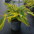 3 Gallon Variegated Shell Ginger