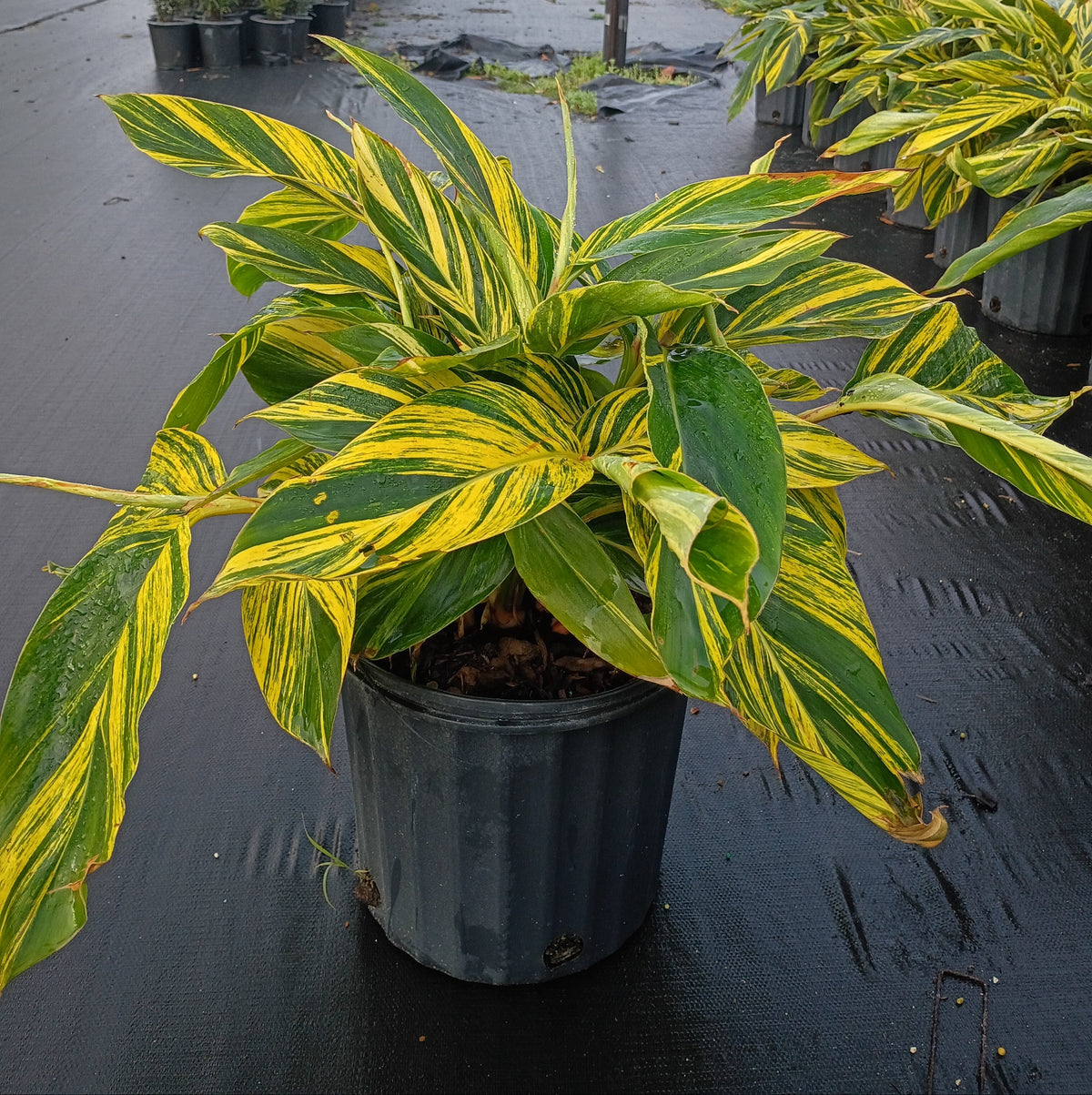 3 Gallon Variegated Shell Ginger