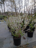 3 Gallon Spirea Bridal Wreath