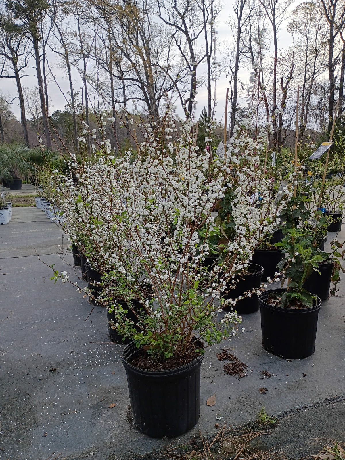 3 Gallon Spirea Bridal Wreath