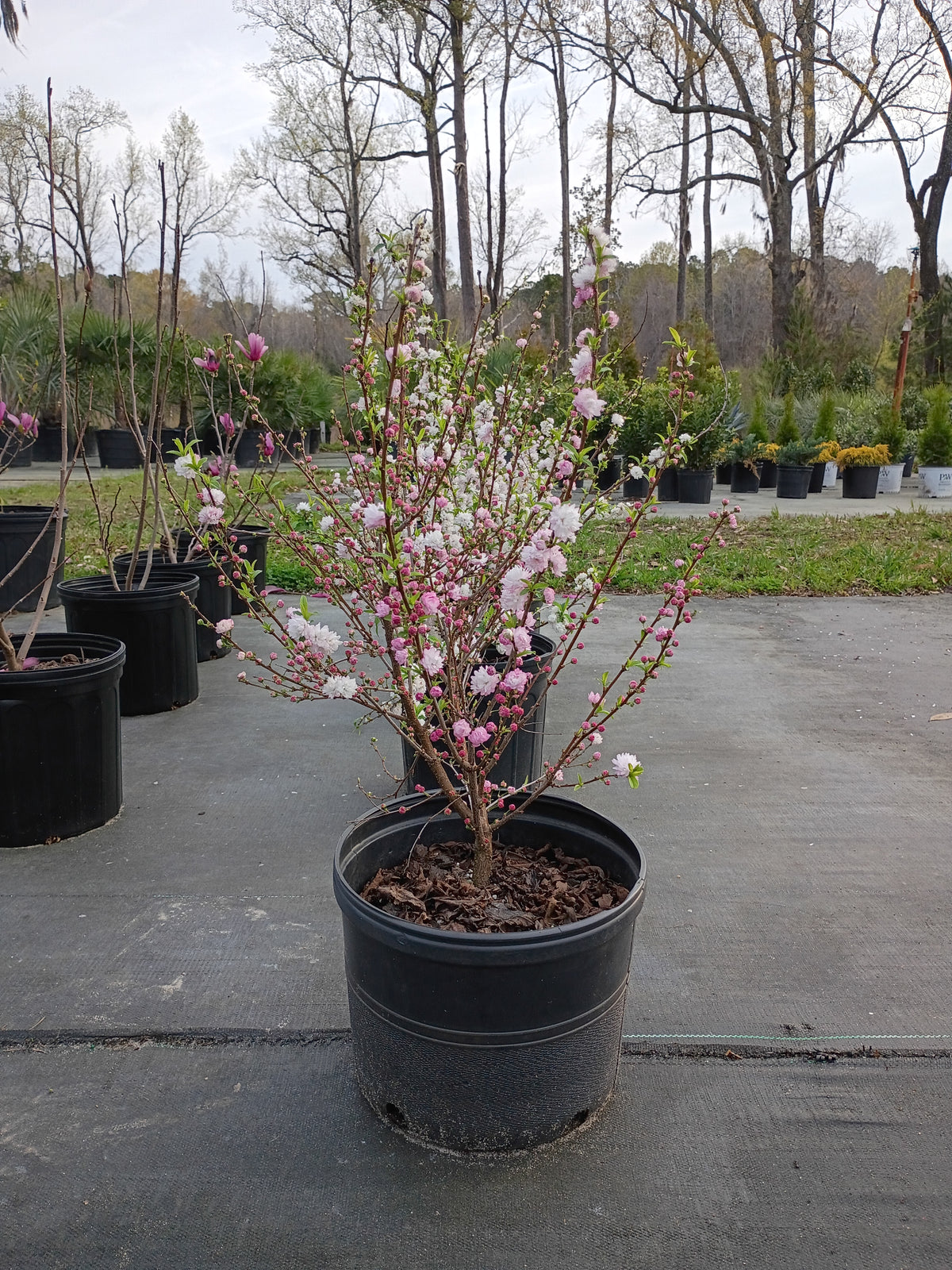 3 Gallon Flowering Almond