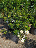 3 GALLON GARDENIA - KLEIMS HARDY