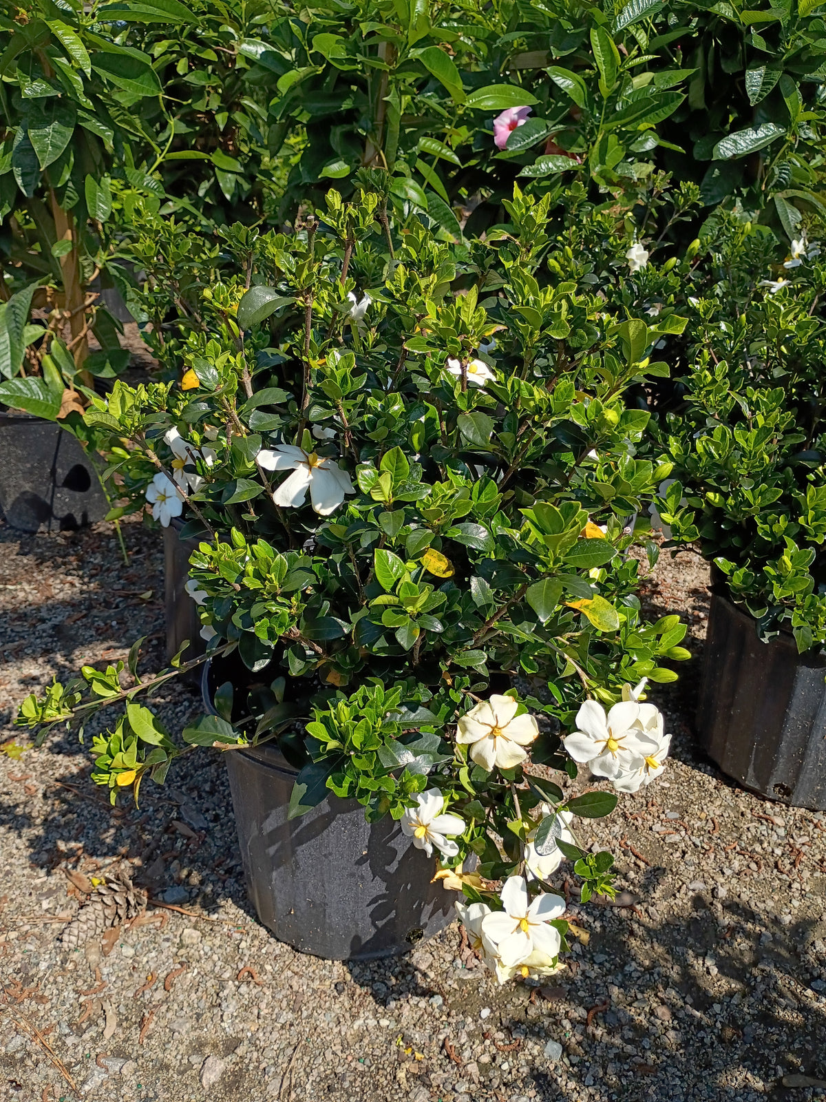 3 GALLON GARDENIA - KLEIMS HARDY