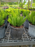 6" FOXTAIL FERN