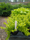 1 QT LYSIMACHIA (CREEPING JENNY) GOLDII