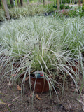 6”-8" CAREX EVERCOLOR EVEREST