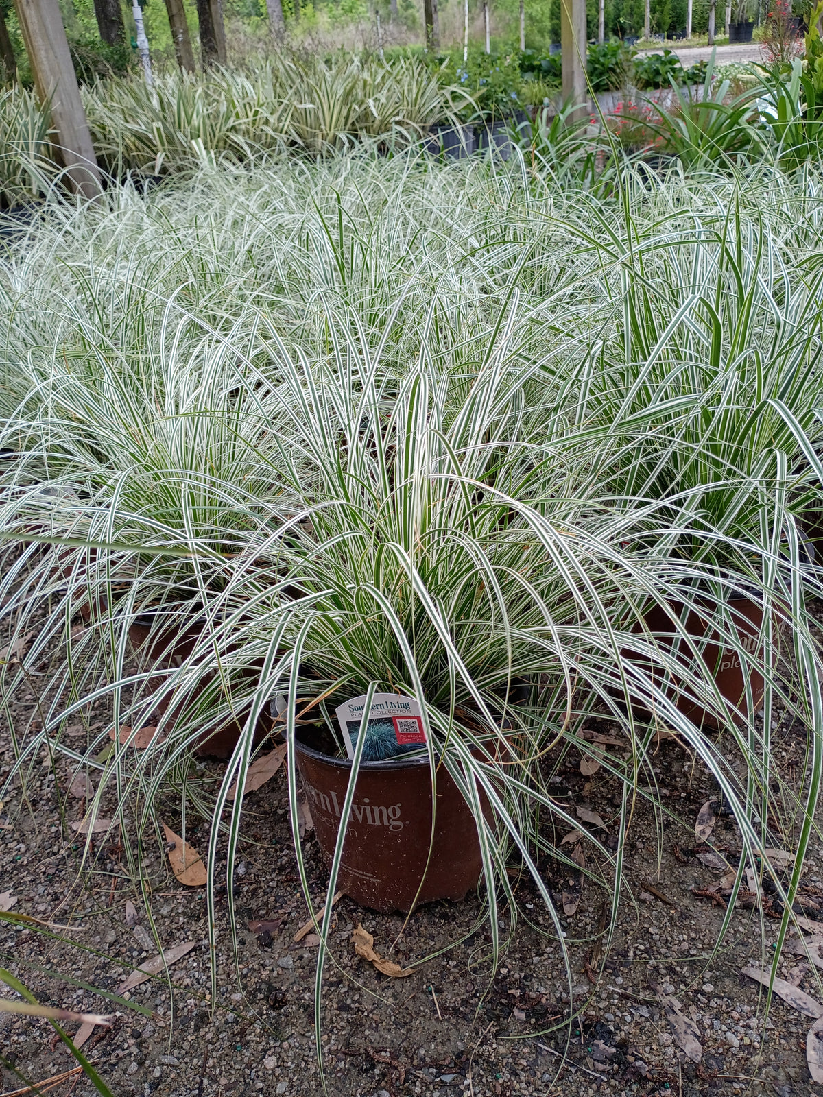 6”-8" CAREX EVERCOLOR EVEREST