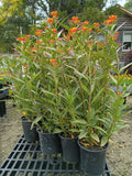 1G Asclepias SILKY DEEP RED