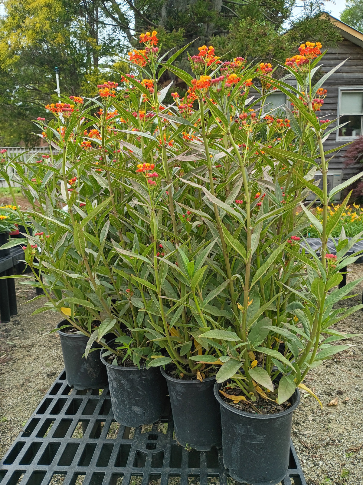 1G Asclepias SILKY DEEP RED