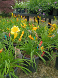 6" - 8" DAYLILY - STELLA D'ORO