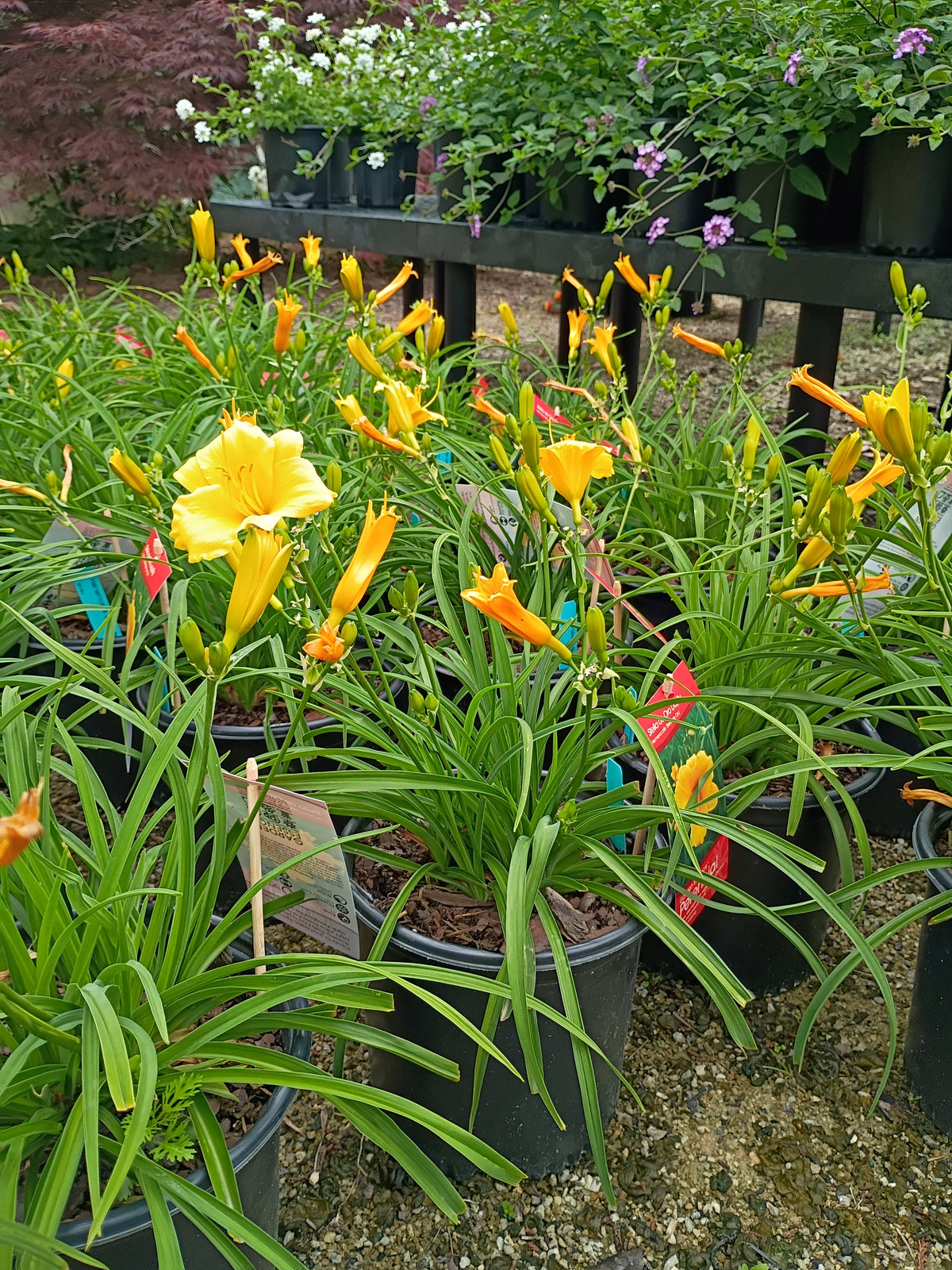 6" - 8" DAYLILY - STELLA D'ORO