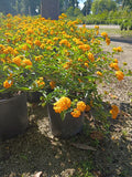 6" LANTANA NEW GOLD