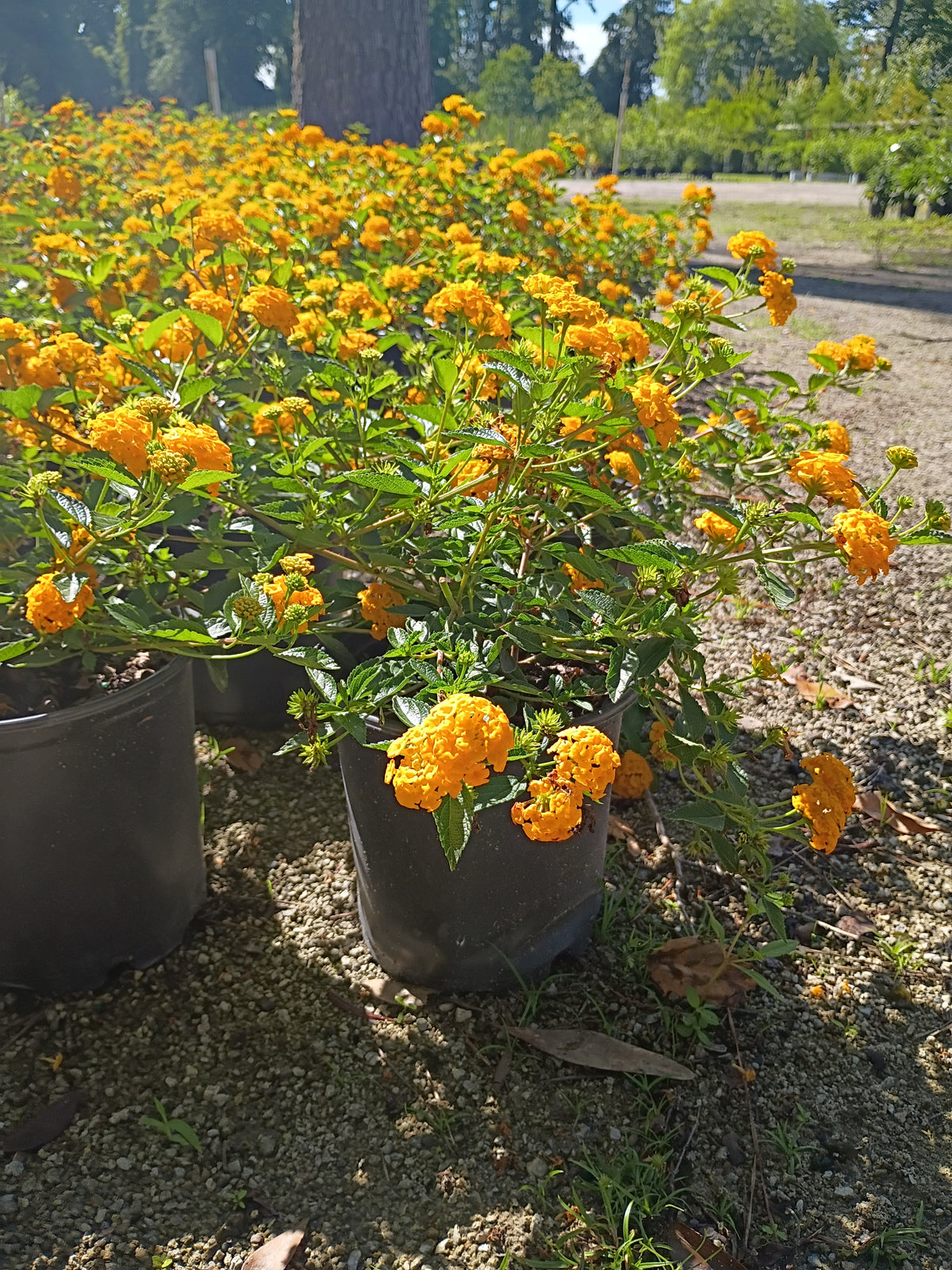 6" LANTANA NEW GOLD