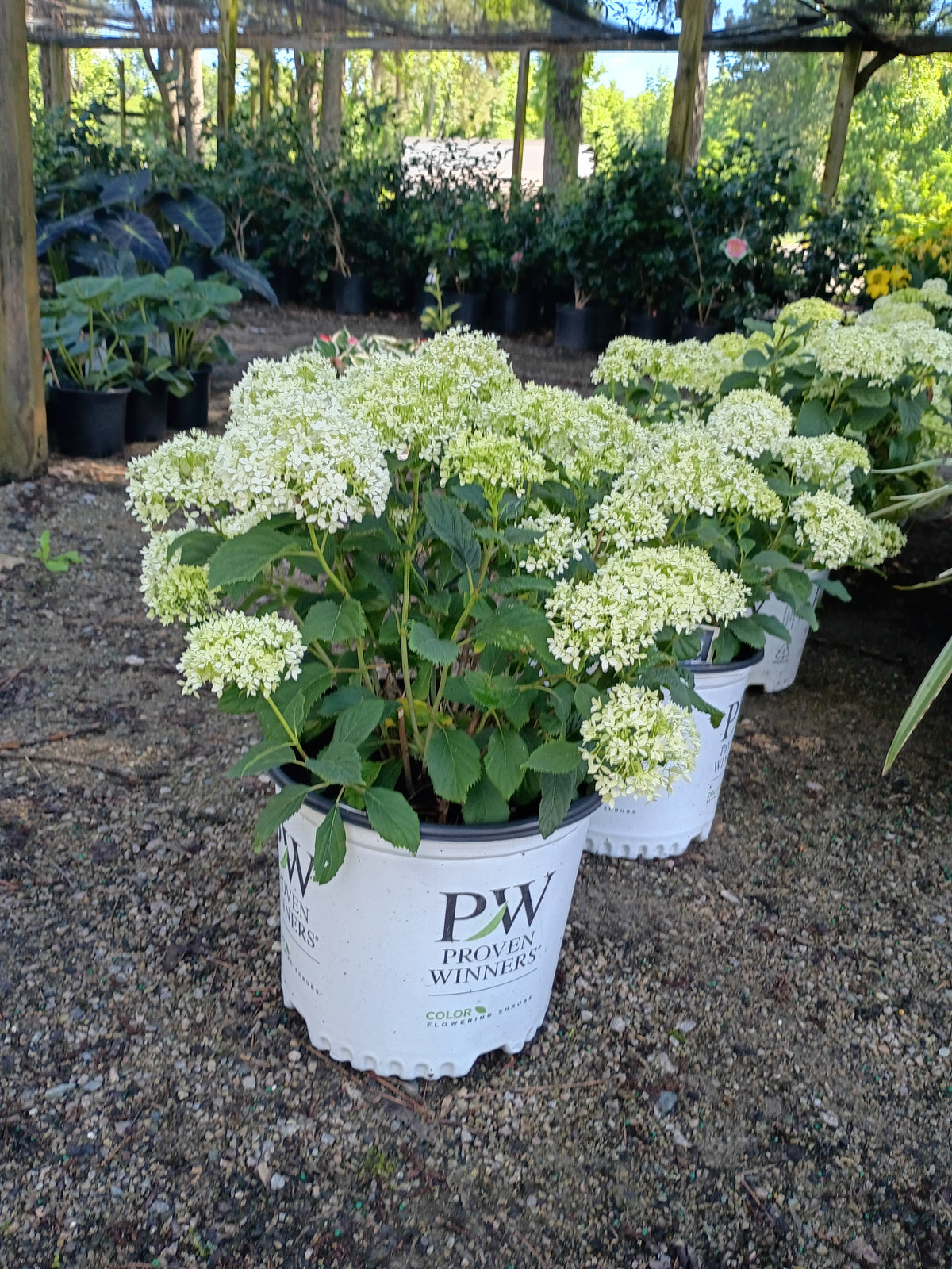 3 GALLON HYDRANGEA INVINCIBELLE WEE LIMETTA