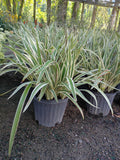 3 GALLON DIANELLA VARIEGATED FLAXLILY