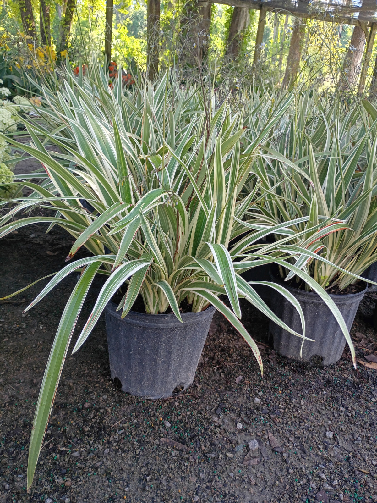 3 GALLON DIANELLA VARIEGATED FLAXLILY