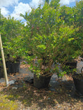 25 Gallon Ligustrum Waxleaf