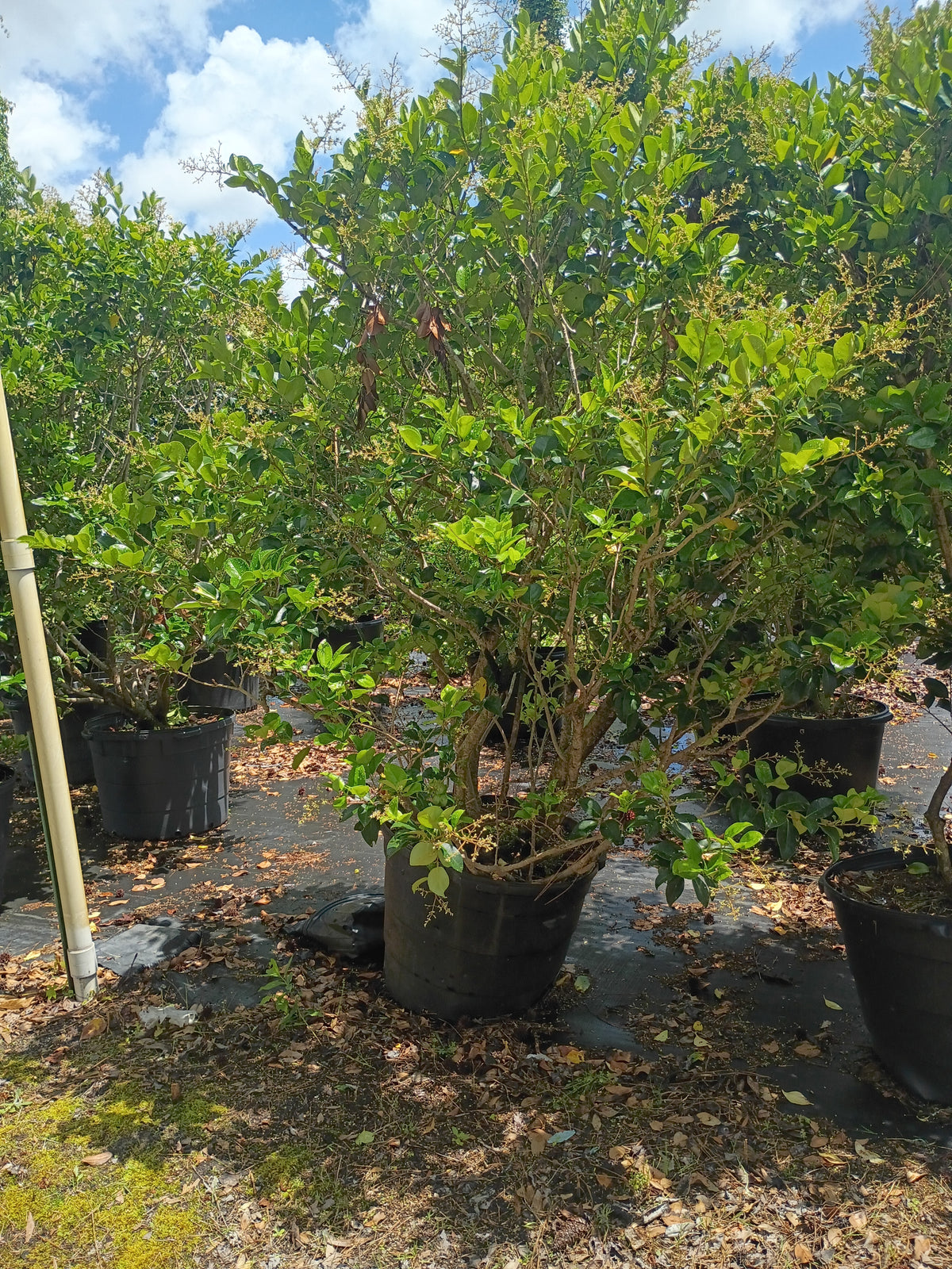 25 Gallon Ligustrum Waxleaf