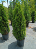 10G Arborvitae 'Emerald'