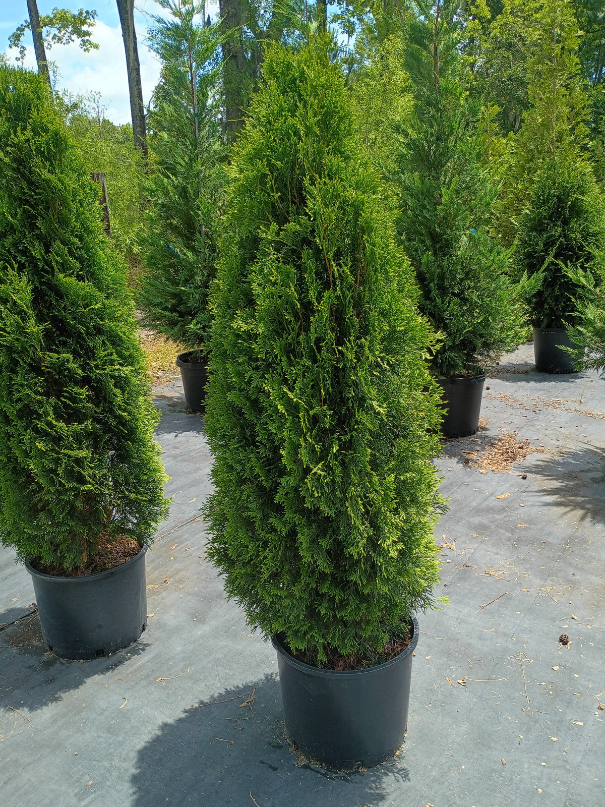 10G Arborvitae 'Emerald'