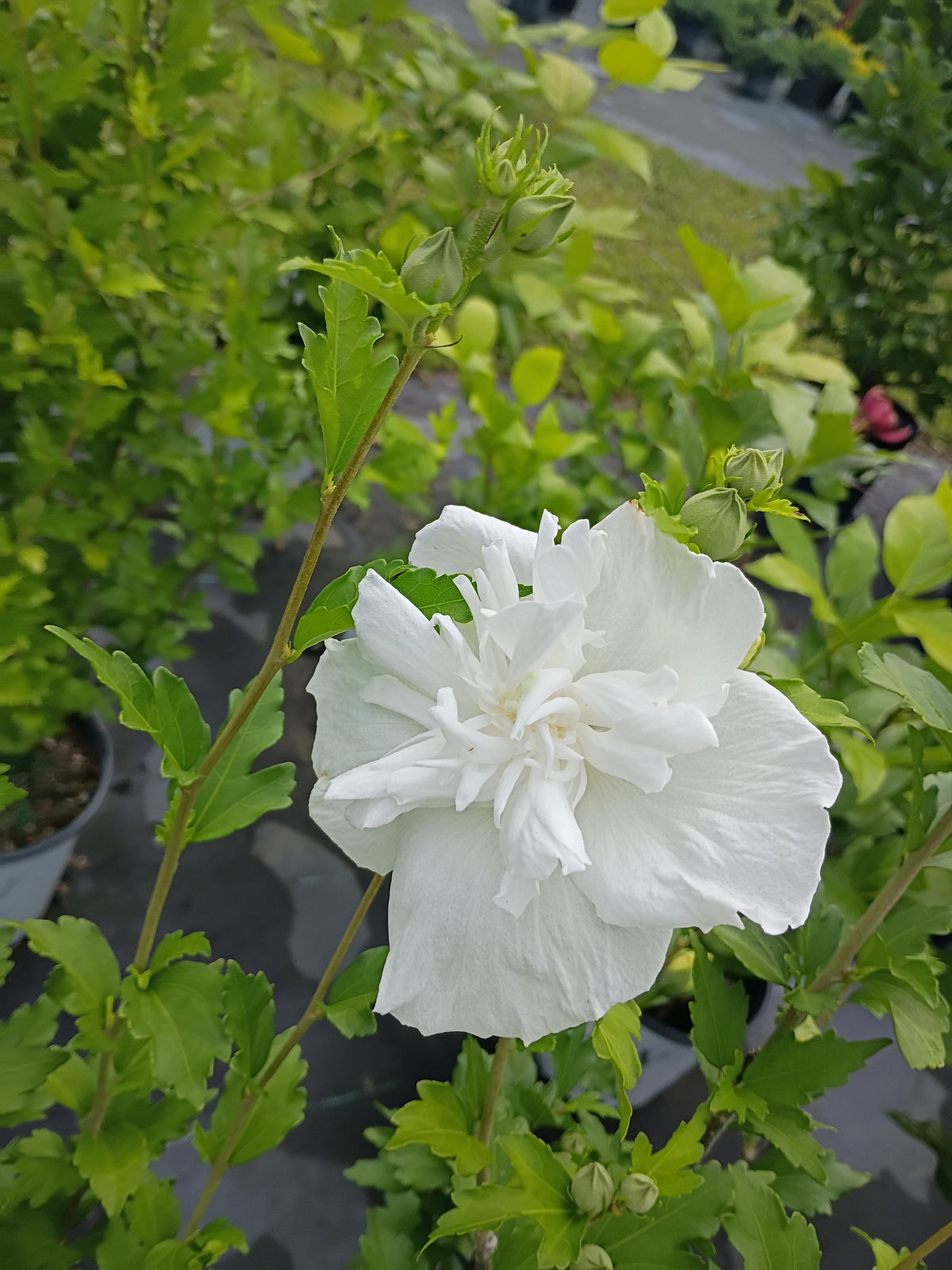 3 GALLON HIBISCUS - ROSE OF SHARON - WHITE CHIFFON