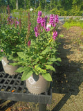 6"-8" Gallon Salvia Rose Marvel