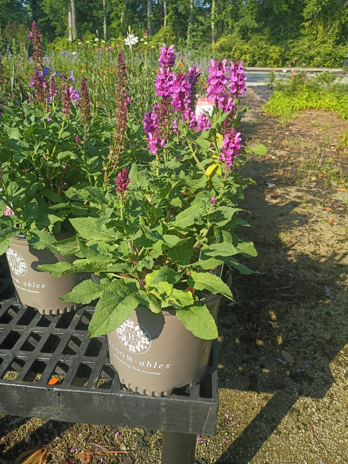 6"-8" Gallon Salvia Rose Marvel