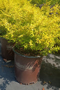 7 GALLON LIGUSTRUM - SUNSHINE