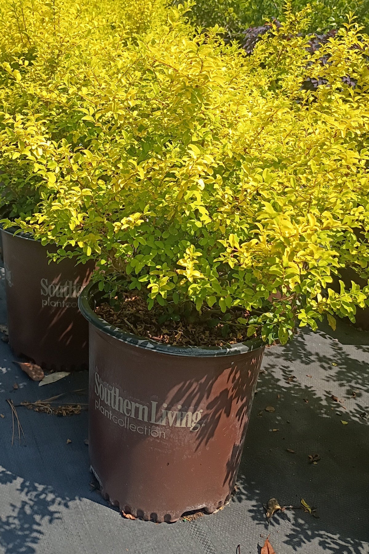 7 GALLON LIGUSTRUM - SUNSHINE