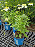 6''-8'' Echinacea Vanilla Drip (Bloomin Easy)