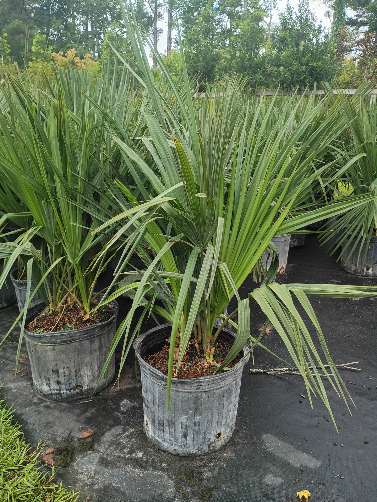 7 GALLON PALM - SABAL MINOR (DWARF PALMETTO)
