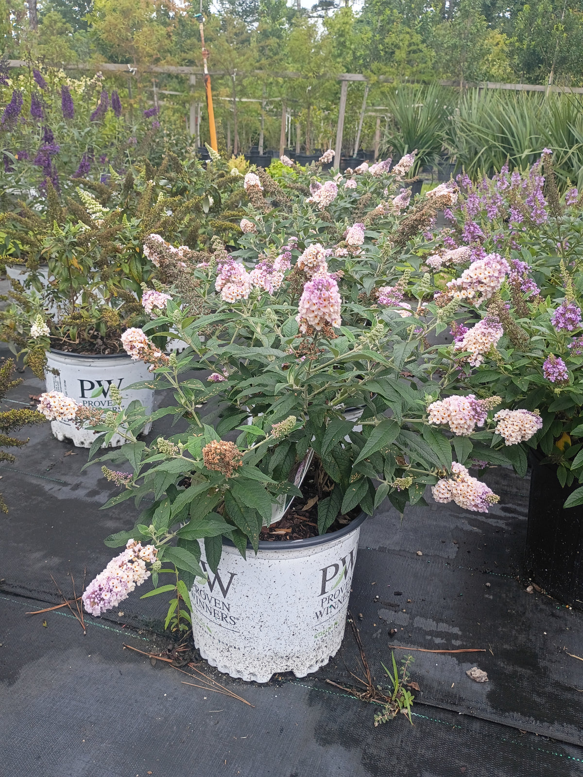 3G Buddleia Pugster Sorbet