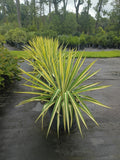 3 GALLON YUCCA - COLOR GUARD