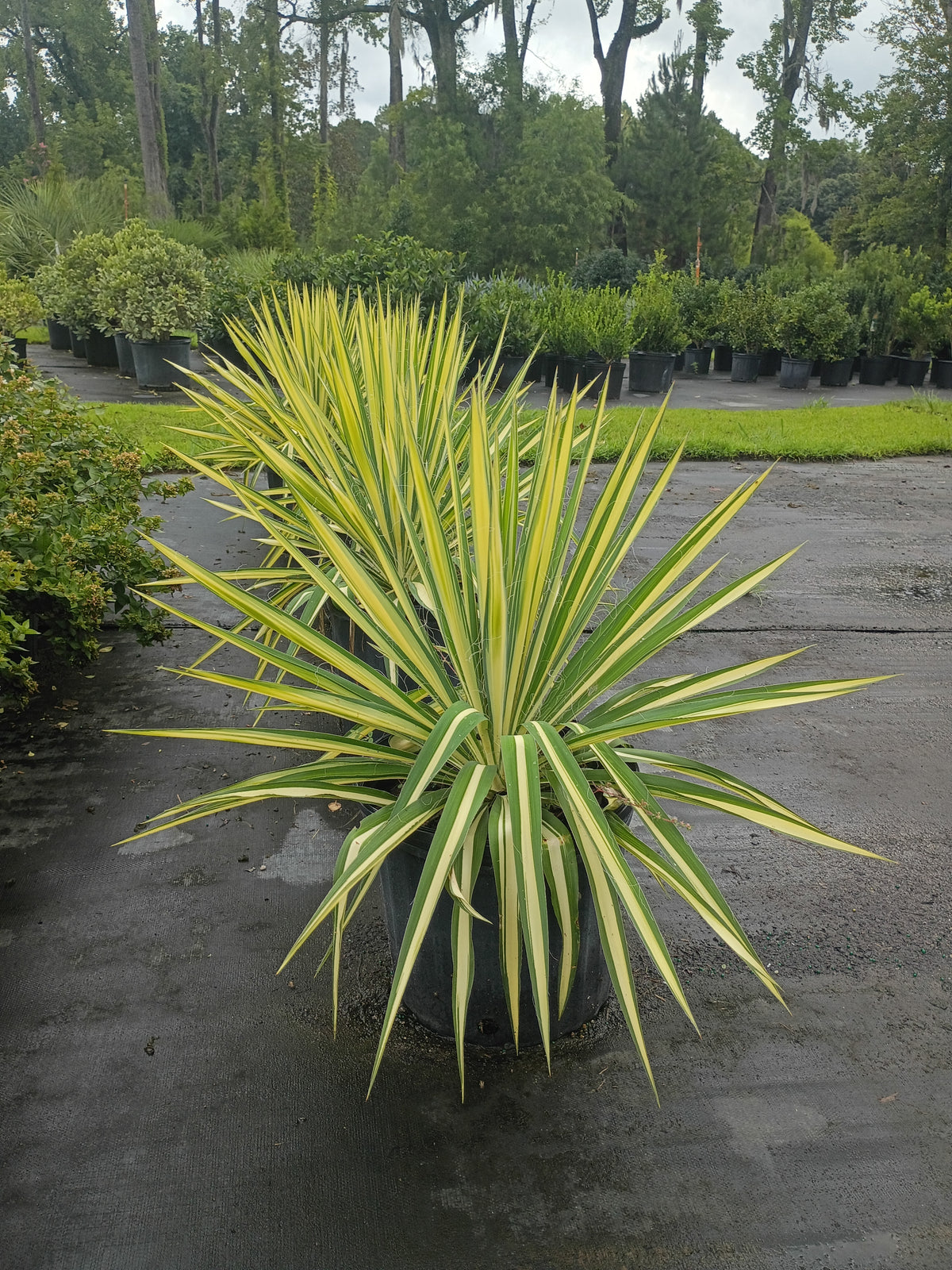 3 GALLON YUCCA - COLOR GUARD
