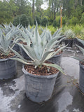 15 GALLON AGAVE - SILVER (CENTURY PLANT)
