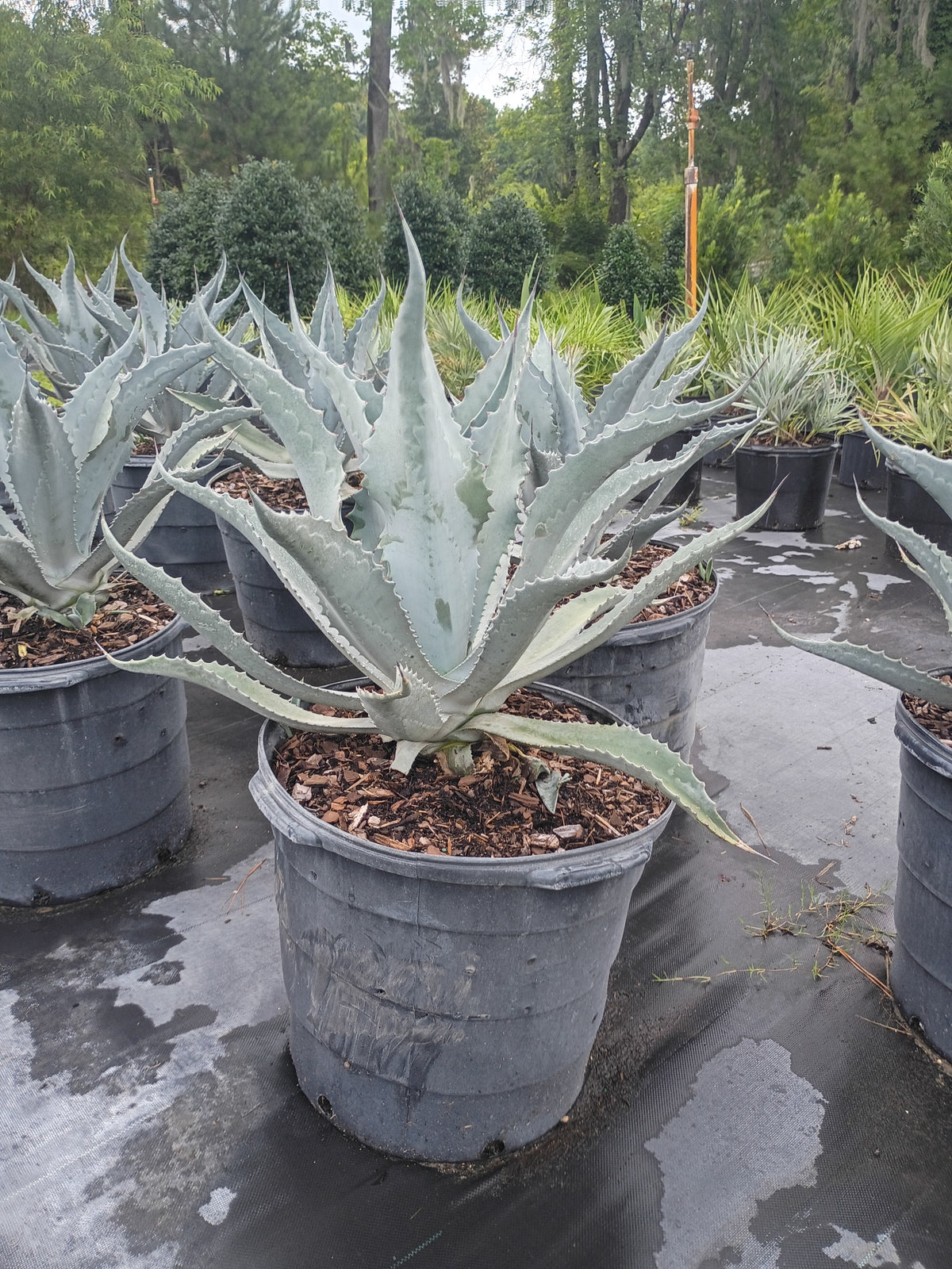 15 GALLON AGAVE - SILVER (CENTURY PLANT)