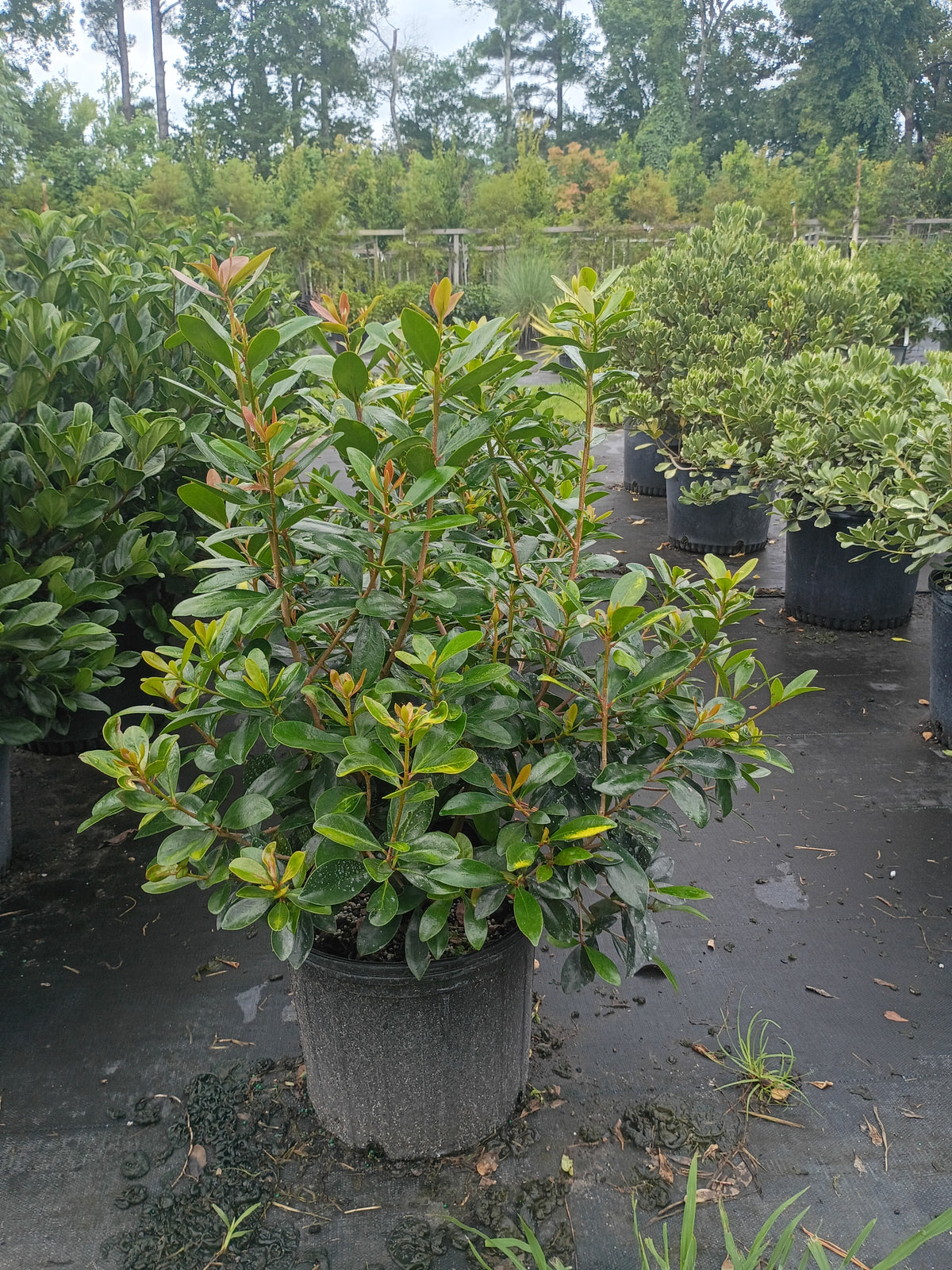 3 GALLON CLEYERA JAPONICA
