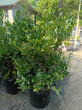 7 GALLON LIGUSTRUM - WAXLEAF
