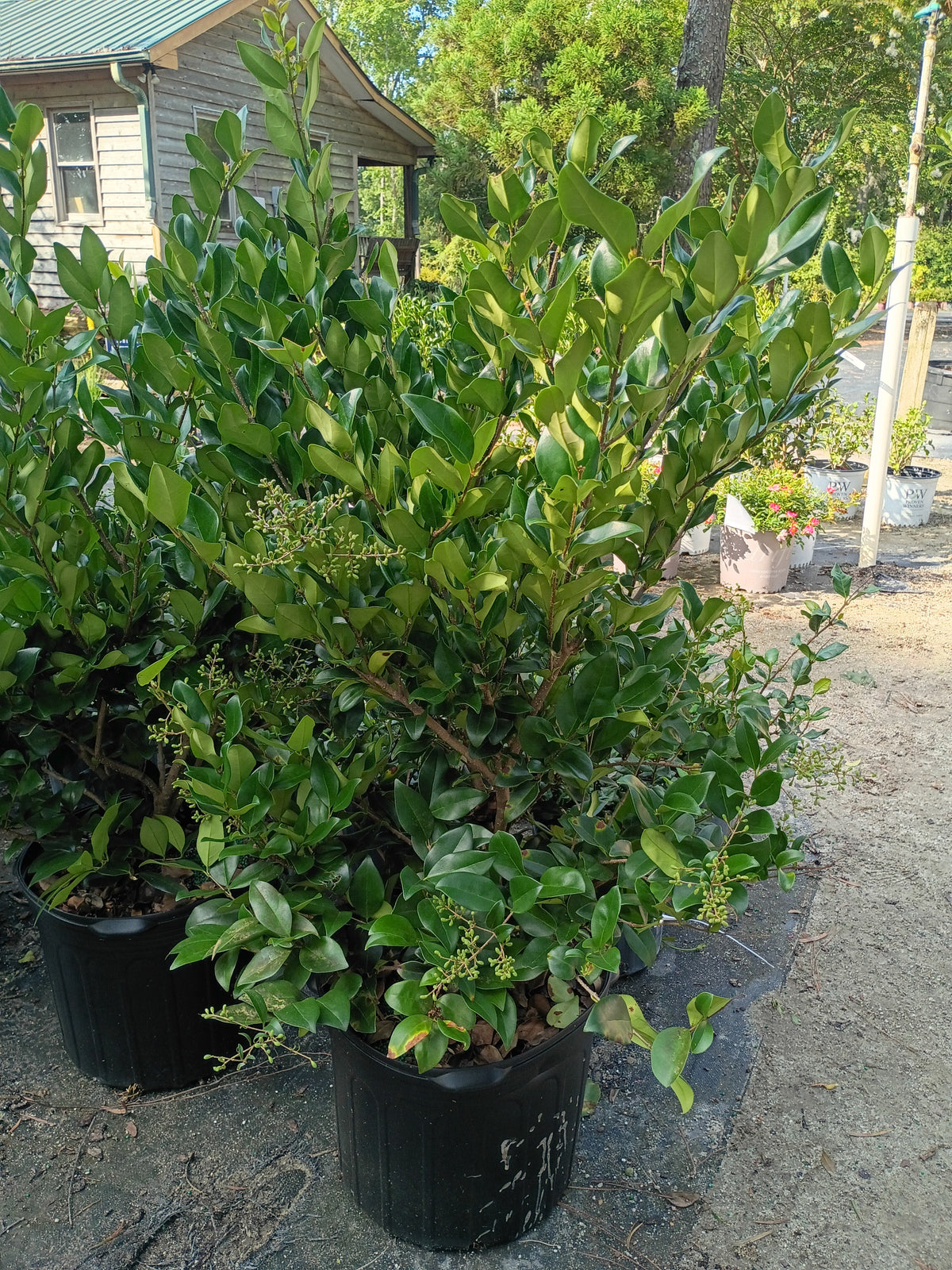 7 GALLON LIGUSTRUM - WAXLEAF
