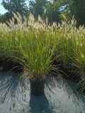6”-8” PENNISETUM HAMELN