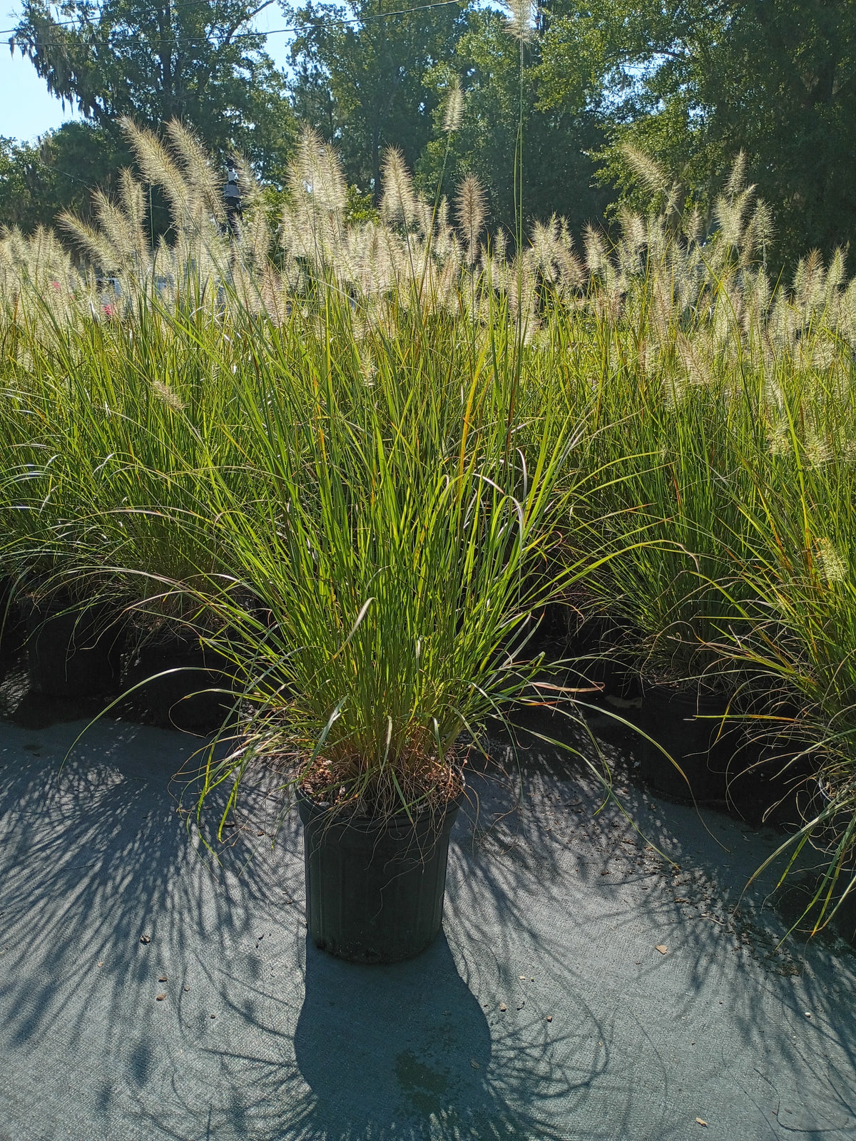 6”-8” PENNISETUM HAMELN