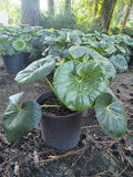 8" FARFUGIUM GIGANTEA (LEOPARD PLANT)