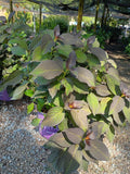 3G Hydrangea mac. 'Eclipse'