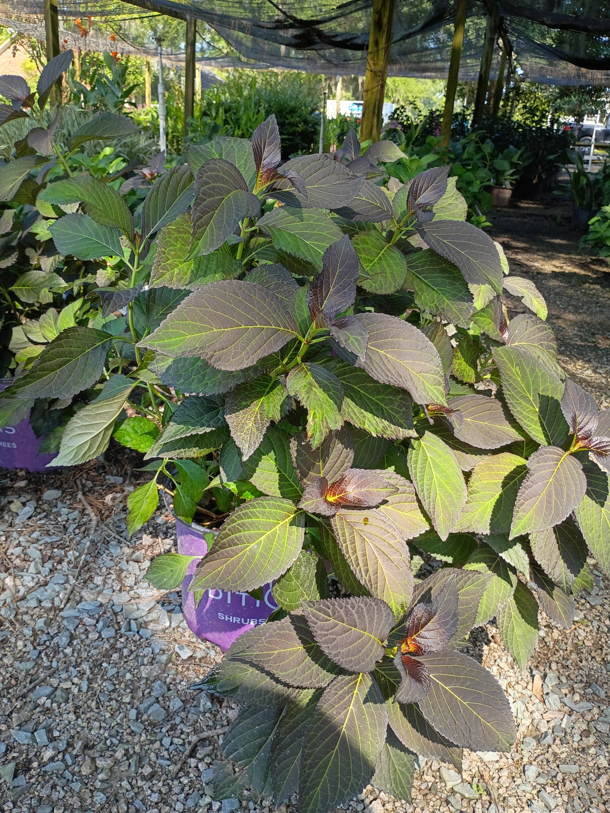3G Hydrangea mac. 'Eclipse'